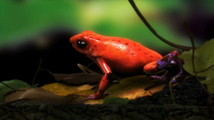 UNTITELD (Strawberry Poison Dart Frog- Demuxed) Film still by Ed Atkins and Simon Martin