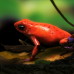 UNTITELD (Strawberry Poison Dart Frog- Demuxed) Film still by Ed Atkins and Simon Martin