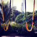 Alander Especie: Swings