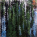 Jim Harris: Weeping Willow, 2014, Oil on mdf