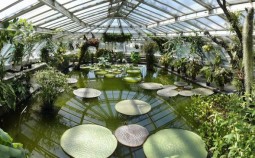 Water lillies in one of the tropical green houses of the Botanical Gardens in Berlin