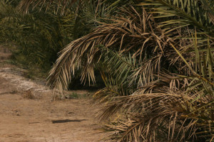 Marines 2nd Battalion, 6th Marine Regiment, Regimental Combat Team 5, step into a palm grove while they patrol the farmlands of Saqlawiyah, Iraq during Operation Jaws V.  Marines pushed out into the rural areas to pursue insurgents placing improvised explosive devices and setting up mortar firing positions.