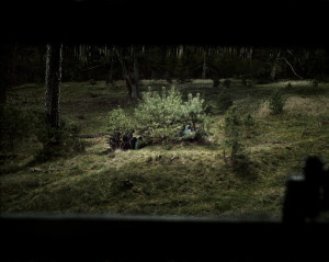 Wald II (2016), aus der Serie: Deutscher Wald.