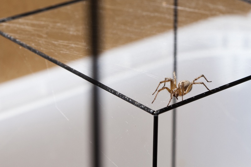 Tomás Saraceno Spinnen